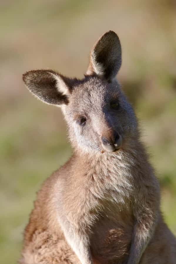 Melbourne：Phillip Island Tour 1 Day Tour - Cost and value: is $104 a smart deal for one packed day?