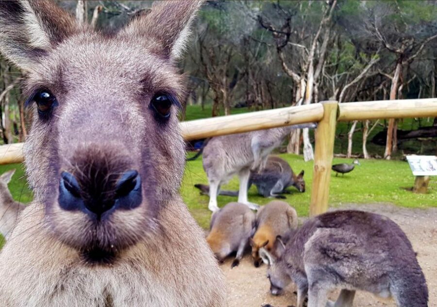 Moonlit Sanctuary Conservation Park Entry Ticket - Timing Your Day Near Melbourne and Phillip Island