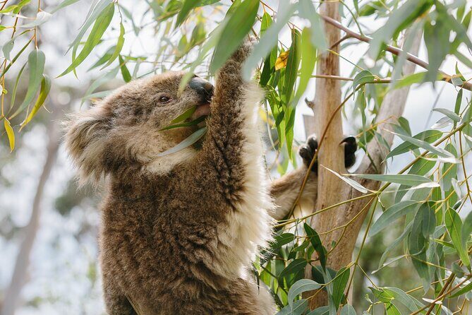Phillip Island Day Trip from Melbourne with Penguin Plus Viewing Platform - Guides and pacing: the difference between a good day and a memorable one
