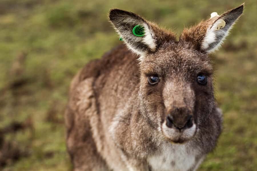 Phillip Island: Hike and Penguin Parade - 8 pax Small Tour - Price and Value: What This Tour Includes, and Where Costs Can Sneak In