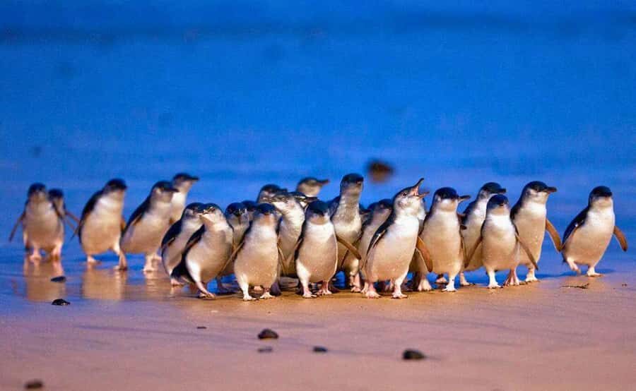 Phillip Island Penguin Parade with Expert Local Guide - A long coastal day that starts with Melbourne’s seaside look