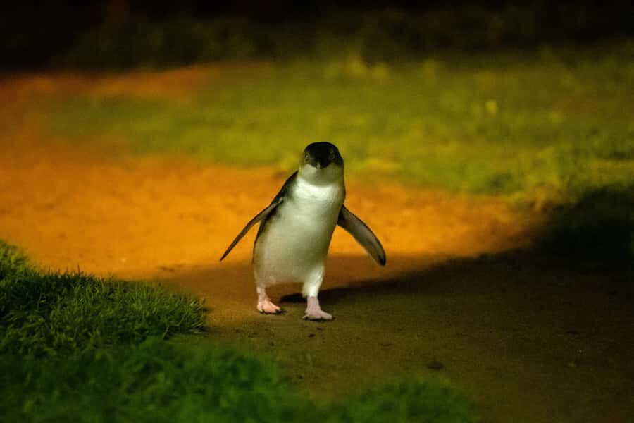Phillip Island: Penguins and Wildlife Full-Day Tour - Why the Penguin Parade on Phillip Island feels different