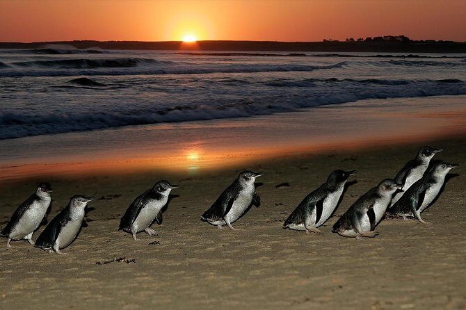 Phillip Island Penguins & Wildlife Day Tour from Melbourne - FAQ