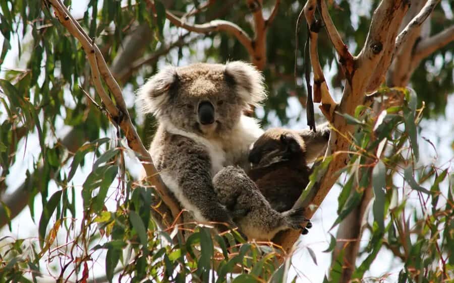 Phillip Island: Wine, Wildlife & Penguins with Gourmet Feast - Cowes break: a quick reset for beaches and shops