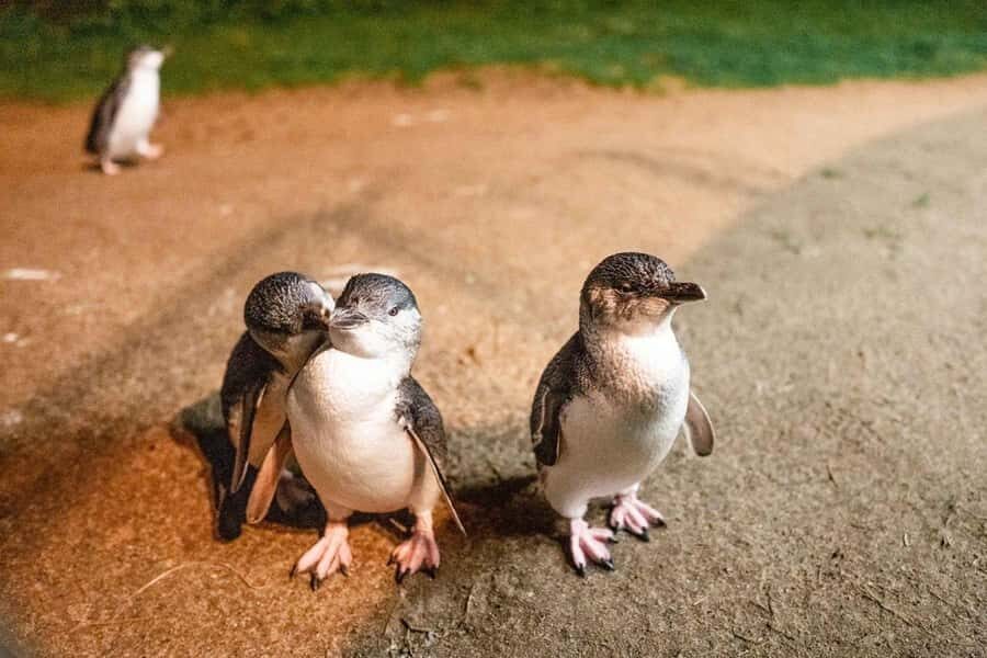 Phillip Island: Wine, Wildlife & Penguins with Gourmet Feast - Penguin Parade at dusk: the main event, timed to the moment