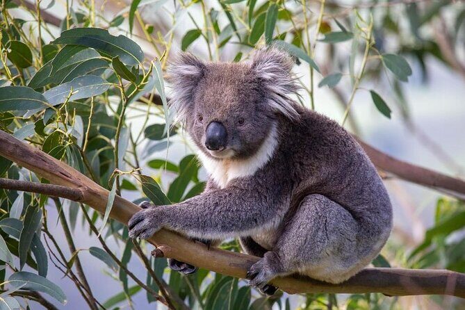 Premium Great Ocean Road Tour IN A Relaxed Way IN Premium Coach - Kennet River: koalas and kangaroos, plus the joy of spotting