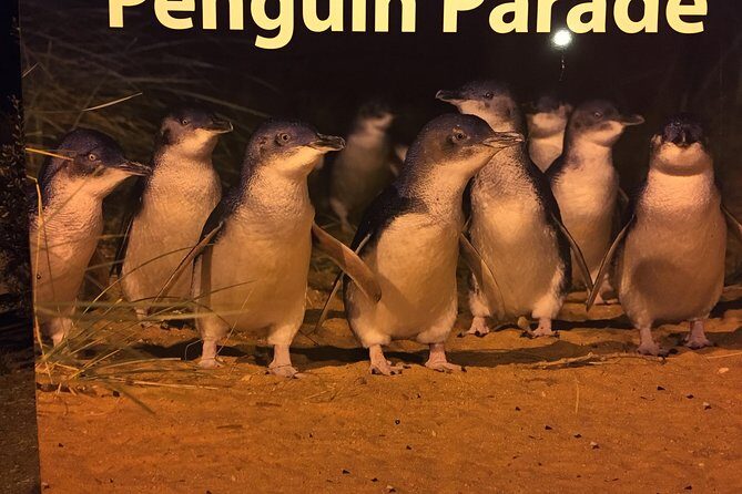 Private custom Penguin Tour with Premium Penguin Tickets - Key Takeaways Before You Go