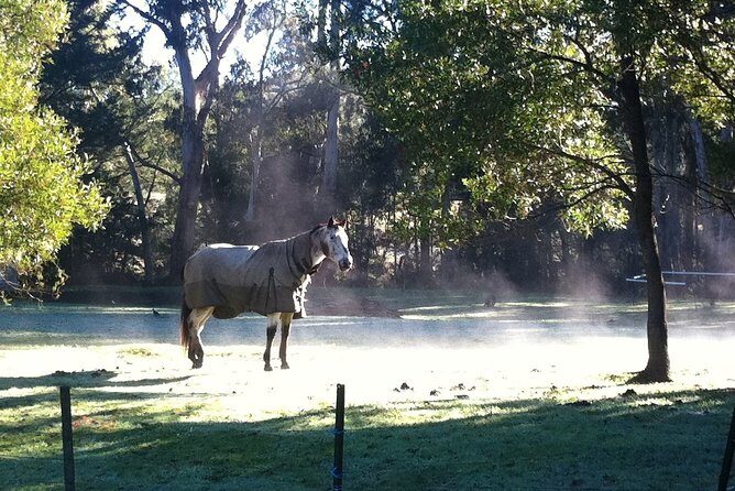 [Private Tour] Healesville Sanctuary Wildlife & Puffing Billy Steam Train - Puffing Billy Railway: heritage steam with fern gully and mountain scenery