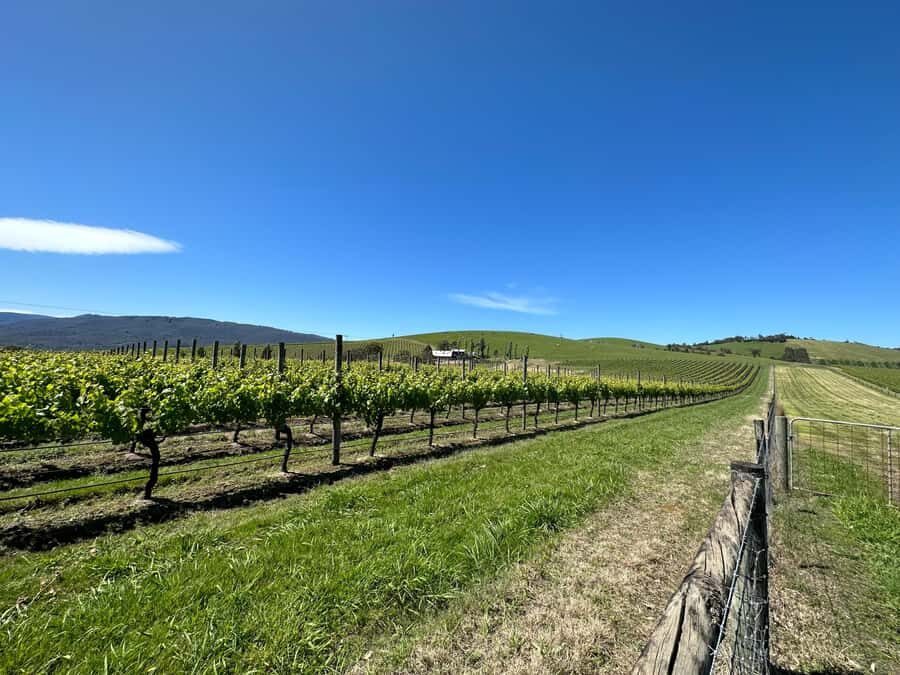 Private Tour: Yarra Valley Wine, Cheese, Gin & Chocolatrie - Private comfort from Melbourne: the van, the timing, and why it matters