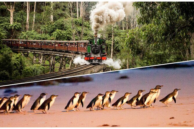 Puffing Billy and Penguin Parade Day Tour From Melbourne - How This Melbourne Day Tour Actually Plays Out