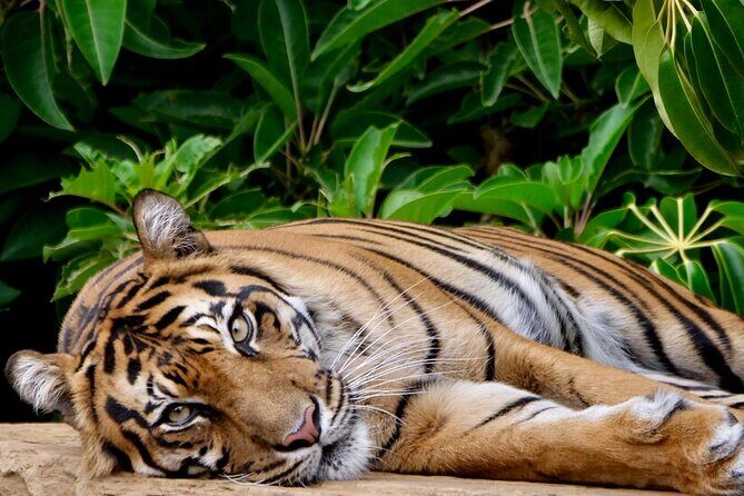 Tiger Experience at Melbourne Zoo - excl. entry - Key points before you go