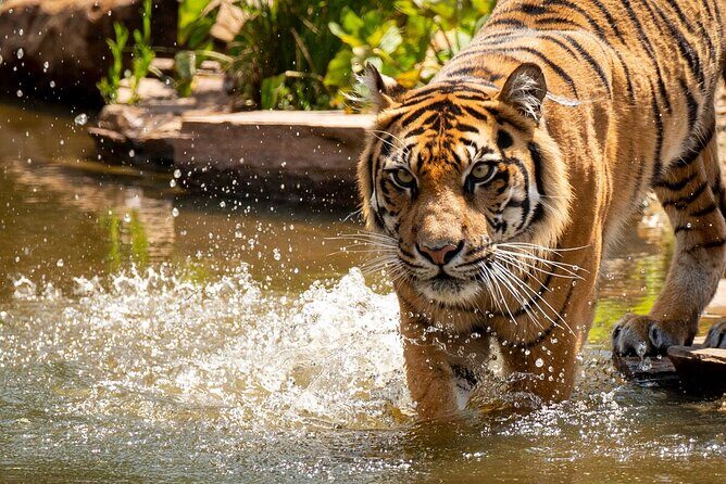 Tiger Experience at Melbourne Zoo - excl. entry - Tiger Time at Melbourne Zoo: what this is (and what it isn’t)