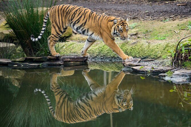 Tiger Experience at Melbourne Zoo - excl. entry - A fair heads-up on the ethical and comfort concerns