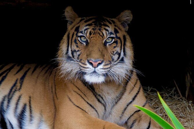 Tiger Experience at Melbourne Zoo - excl. entry - Meet at Melbourne Zoo Elliott Ave: timing, group size, and getting oriented